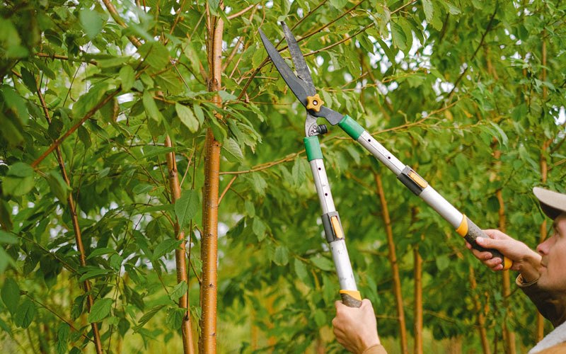 Tree trimming in Prentice, WI